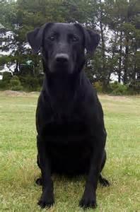 Dog For Adoption Bonnie Sponsorship A Black Labrador Retriever In Los Angeles Ca Petfinder