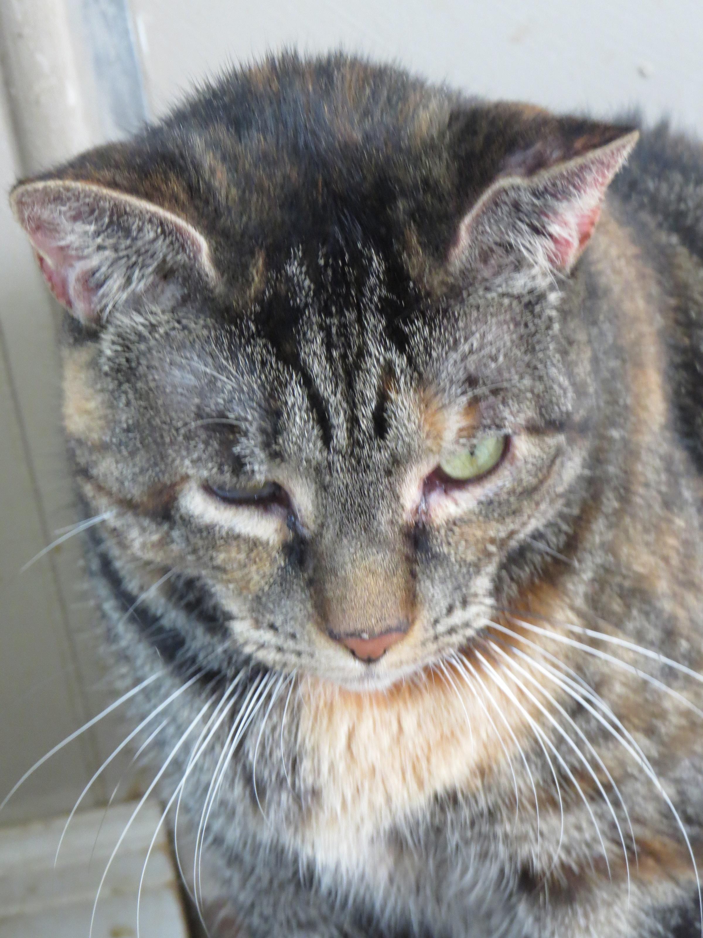 Parker, an adoptable Tabby in Middle Island, NY, 11953 | Photo Image 1