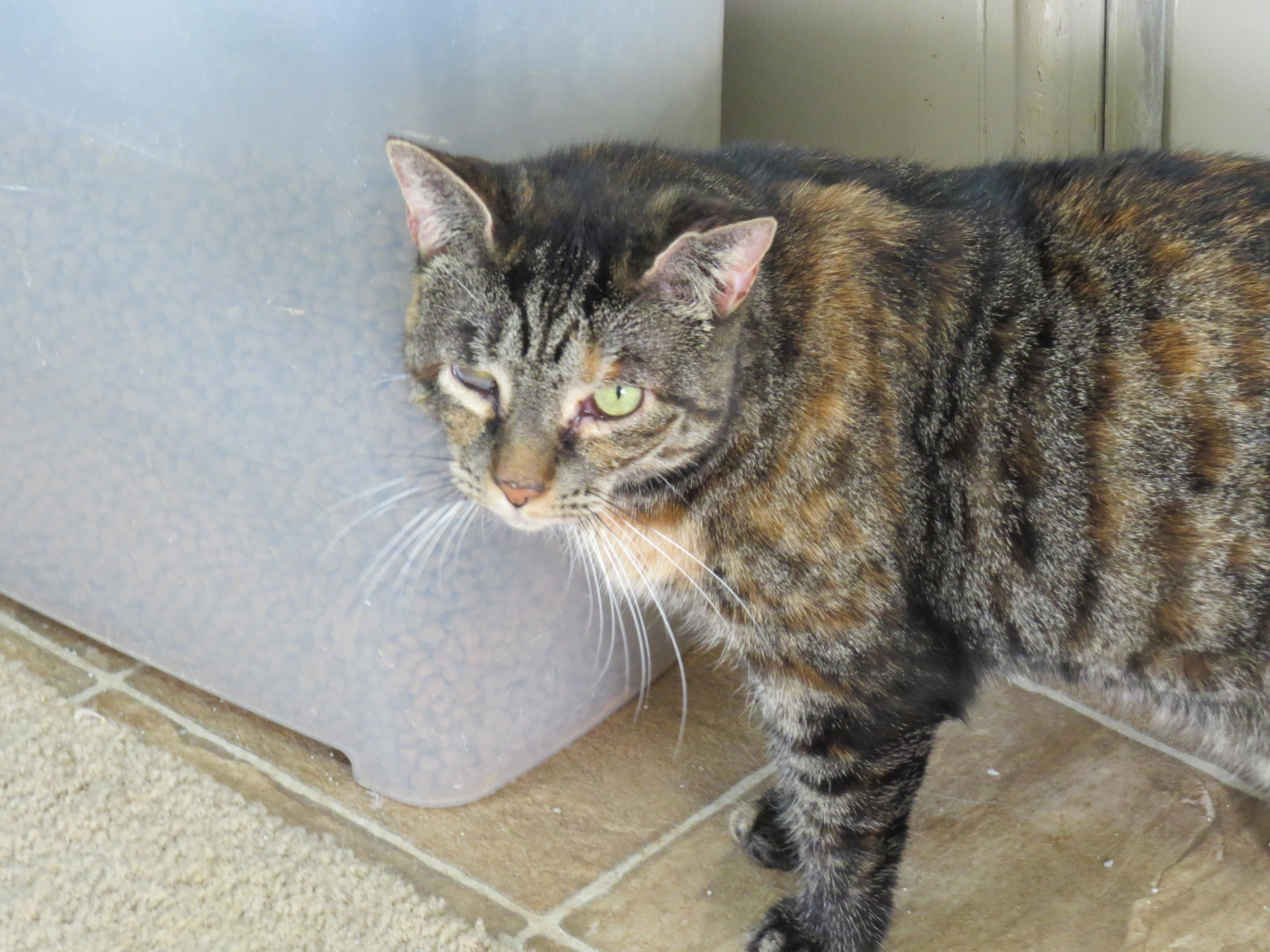 Parker, an adoptable Tabby in Middle Island, NY, 11953 | Photo Image 2