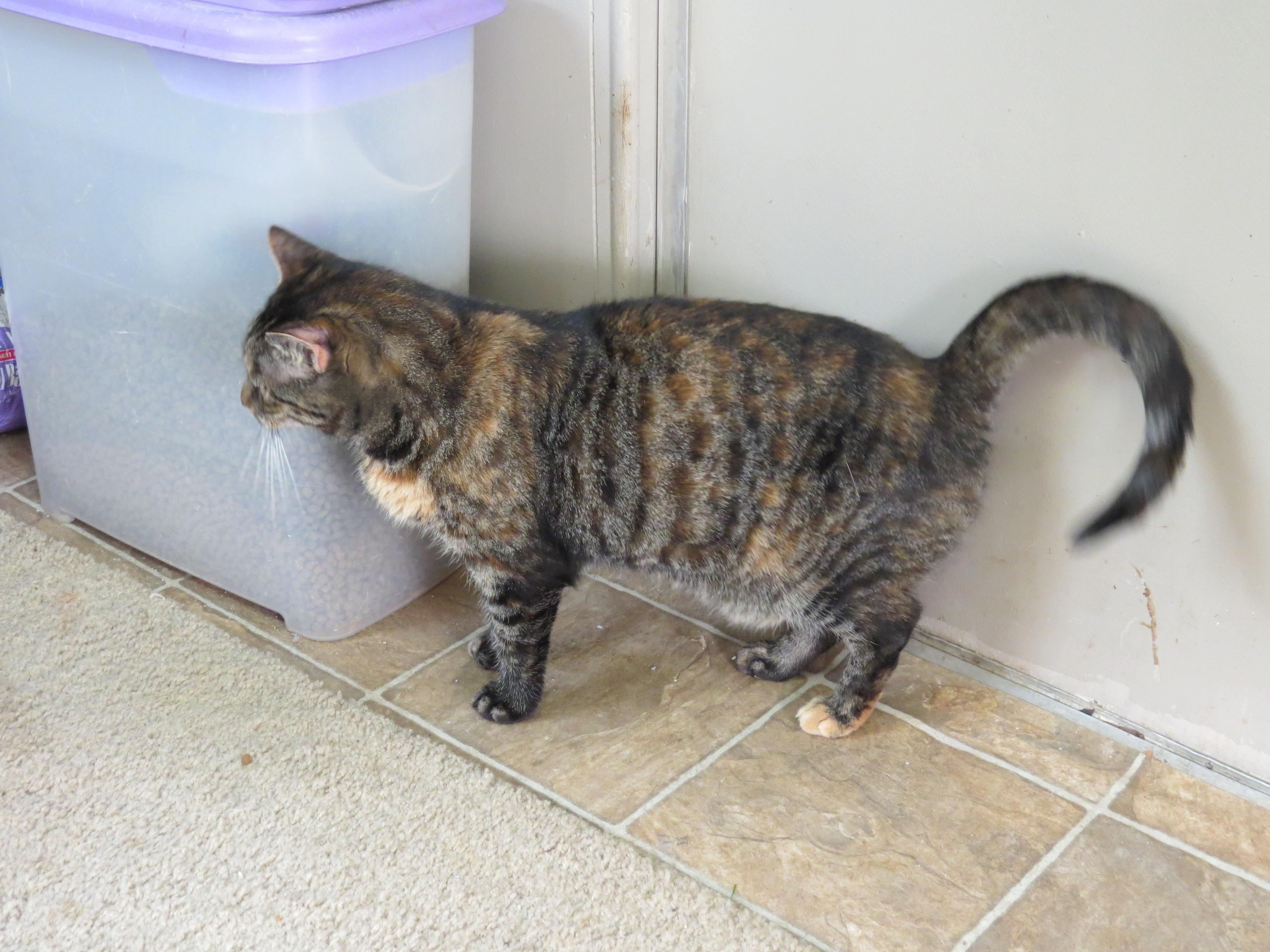 Parker, an adoptable Tabby in Middle Island, NY, 11953 | Photo Image 3