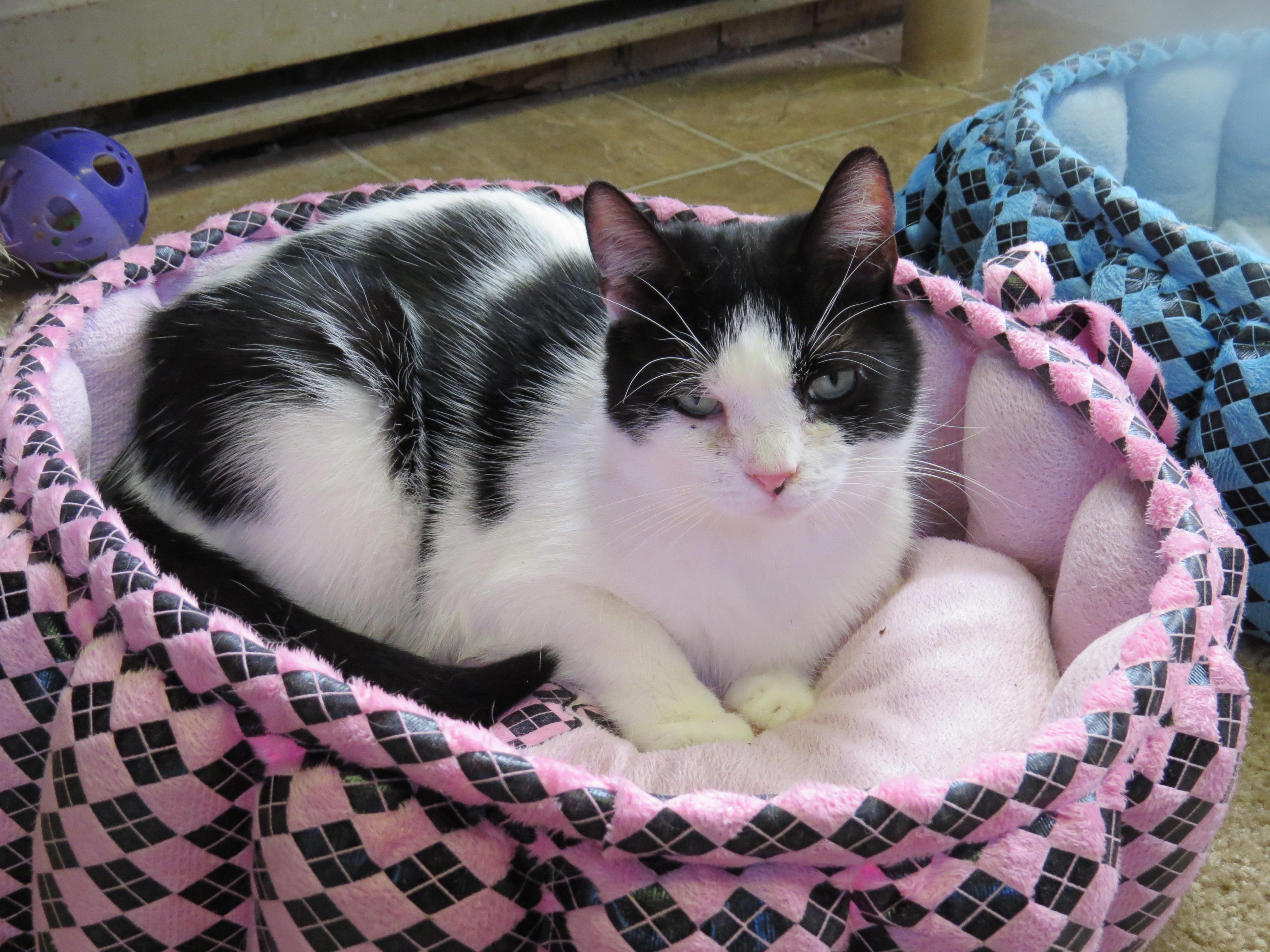 Samson, an adoptable Domestic Short Hair in Middle Island, NY, 11953 | Photo Image 1