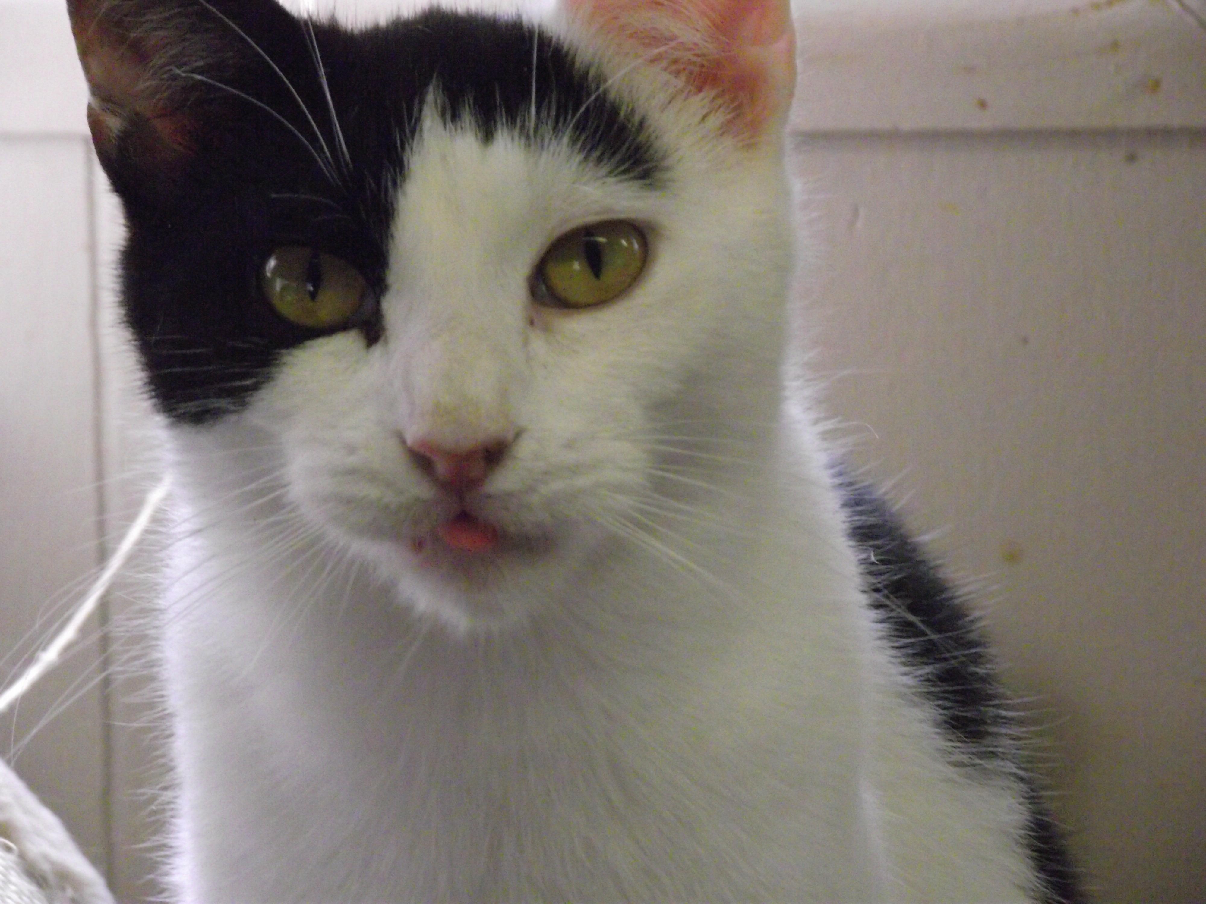 Oreo, an adoptable Domestic Short Hair in Middle Island, NY, 11953 | Photo Image 2