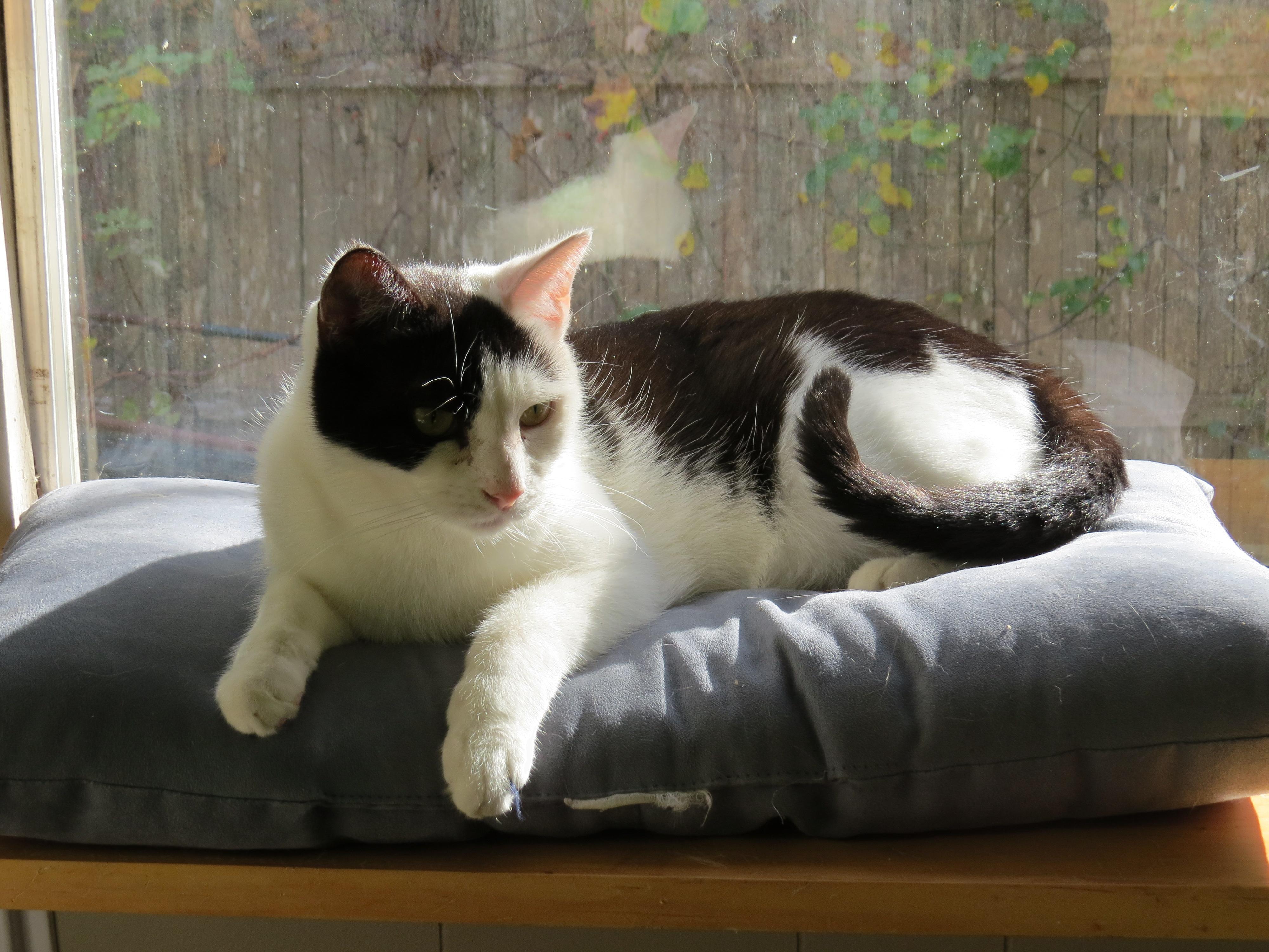 Oreo, an adoptable Domestic Short Hair in Middle Island, NY, 11953 | Photo Image 1