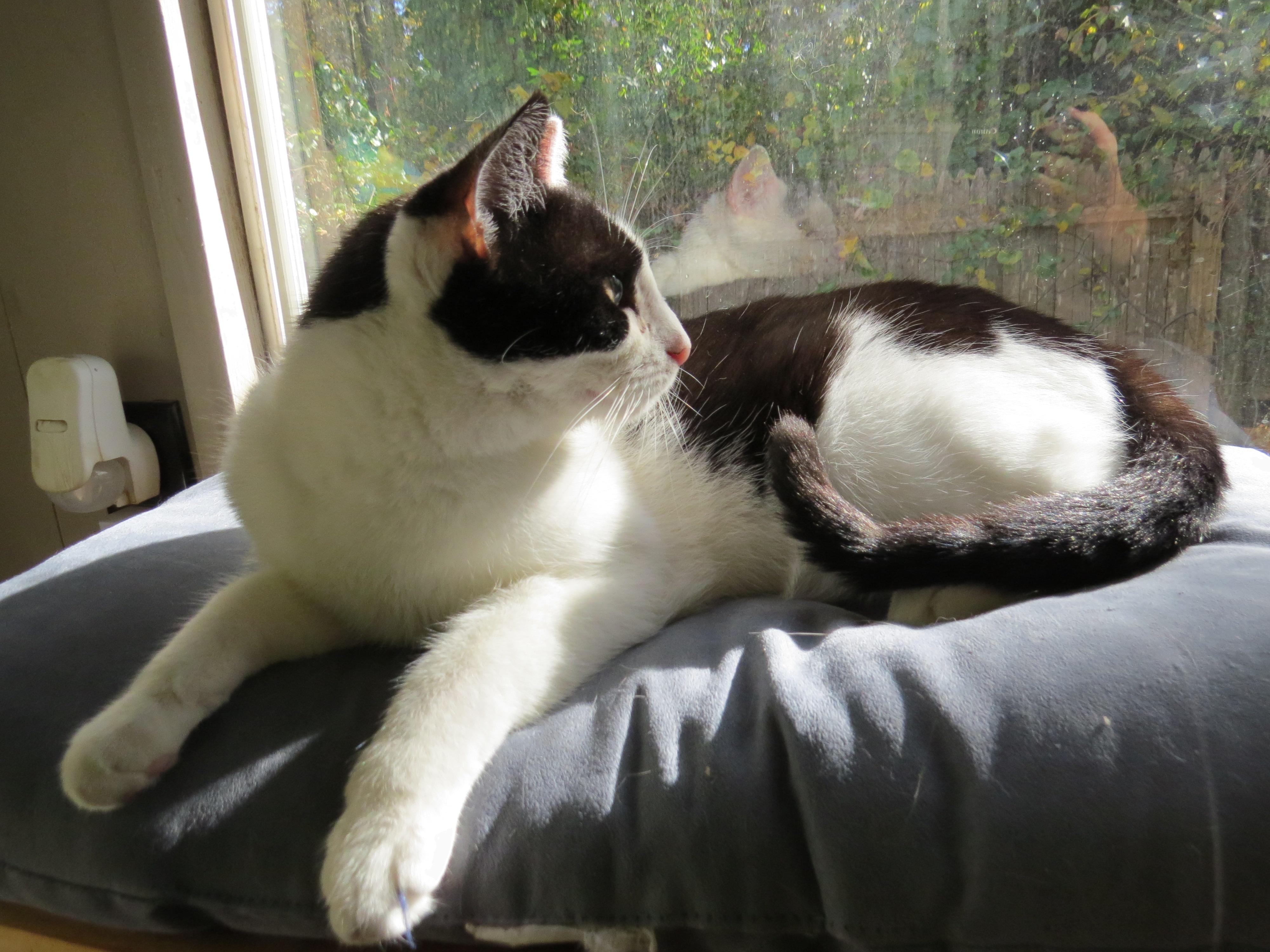 Oreo, an adoptable Domestic Short Hair in Middle Island, NY, 11953 | Photo Image 3