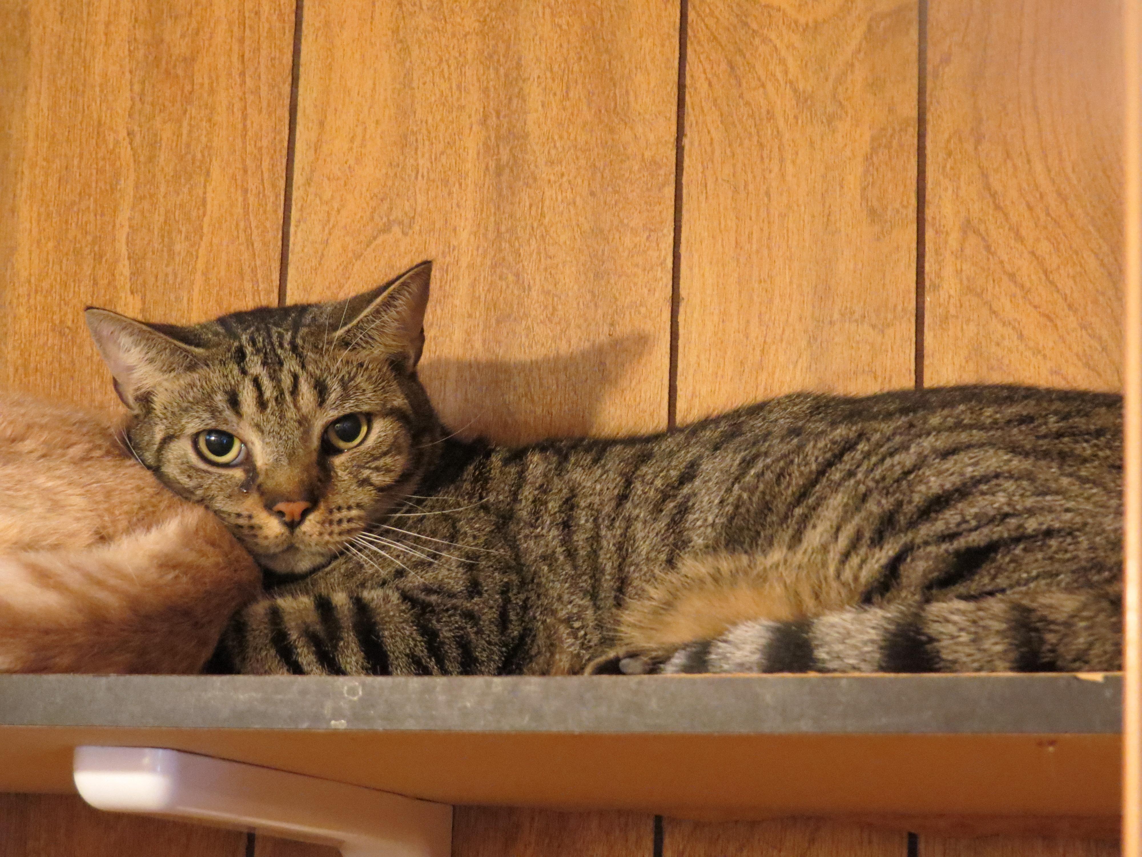 Meeko, an adoptable Tabby in Middle Island, NY, 11953 | Photo Image 1