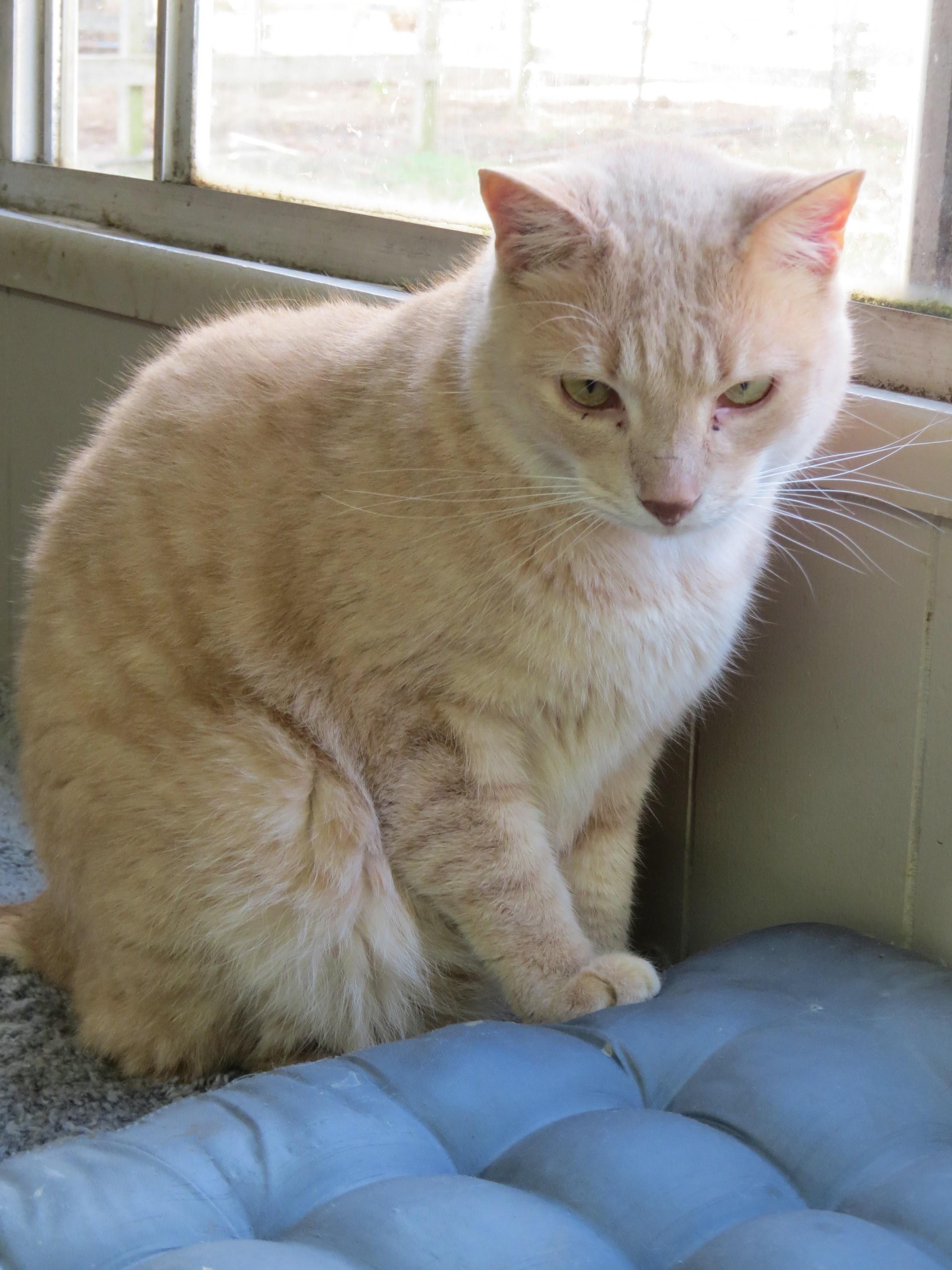 Oliver, an adoptable Domestic Long Hair in Middle Island, NY, 11953 | Photo Image 1