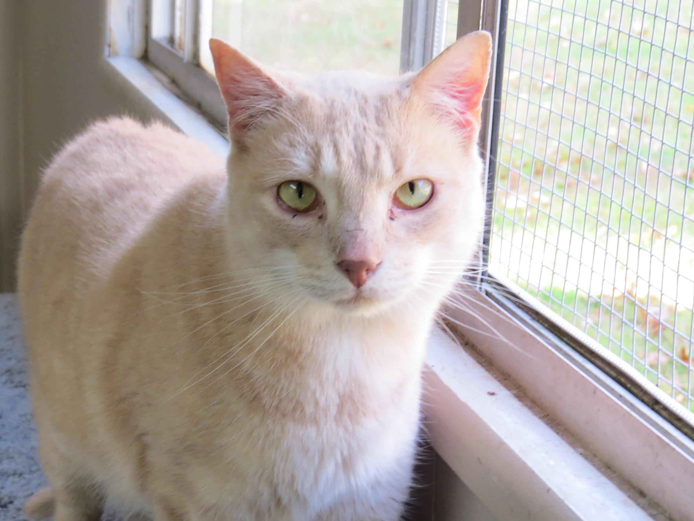 Oliver, an adoptable Domestic Long Hair in Middle Island, NY, 11953 | Photo Image 2