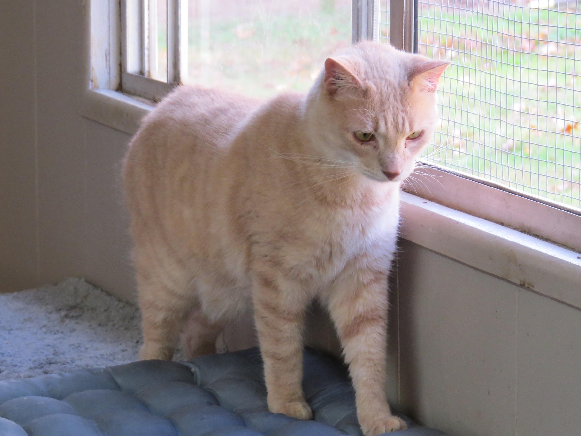 Oliver, an adoptable Domestic Long Hair in Middle Island, NY, 11953 | Photo Image 3