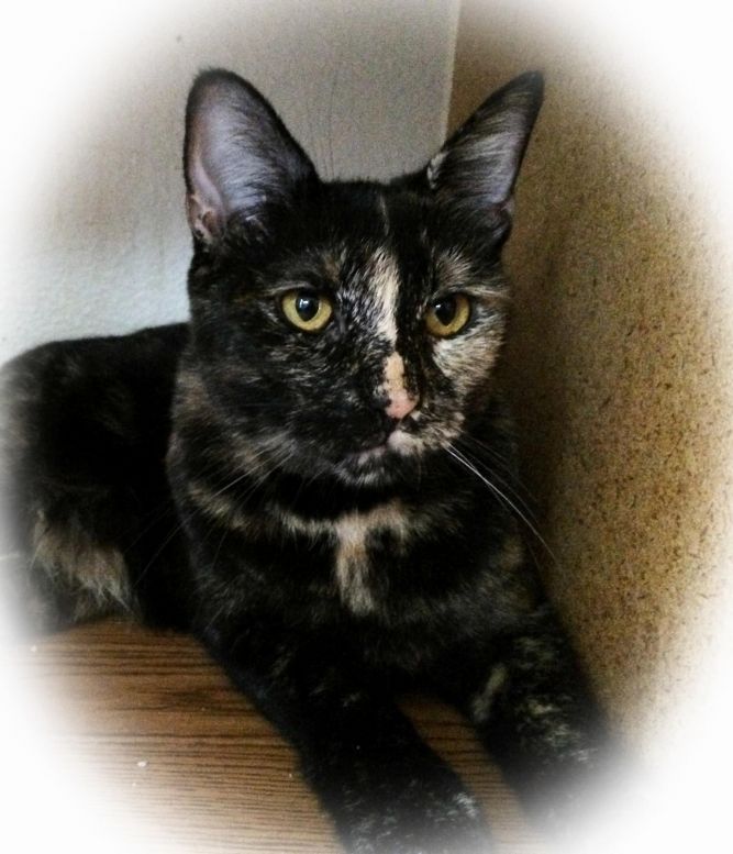 VIENNA (One of a kind tortie girl!)