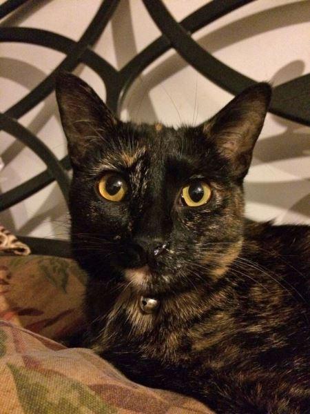 VIENNA (One of a kind tortie girl!) 2