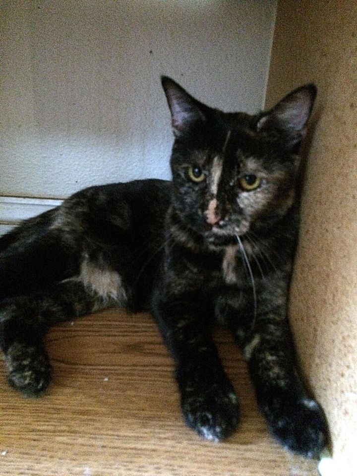 VIENNA (One of a kind tortie girl!) 3