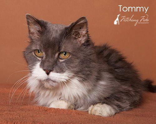 Tommy 25 Adoption Fee detail page