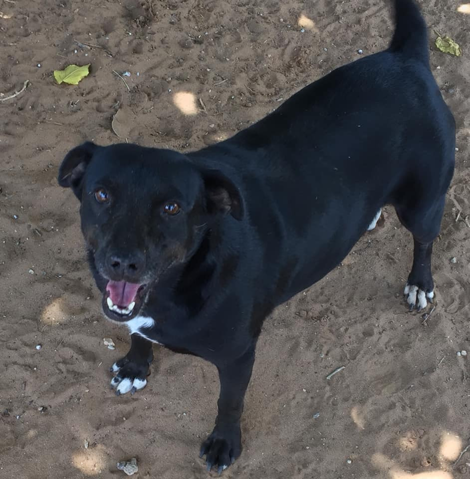 Luna, an adoptable Labrador Retriever in Midland, TX, 79705 | Photo Image 2