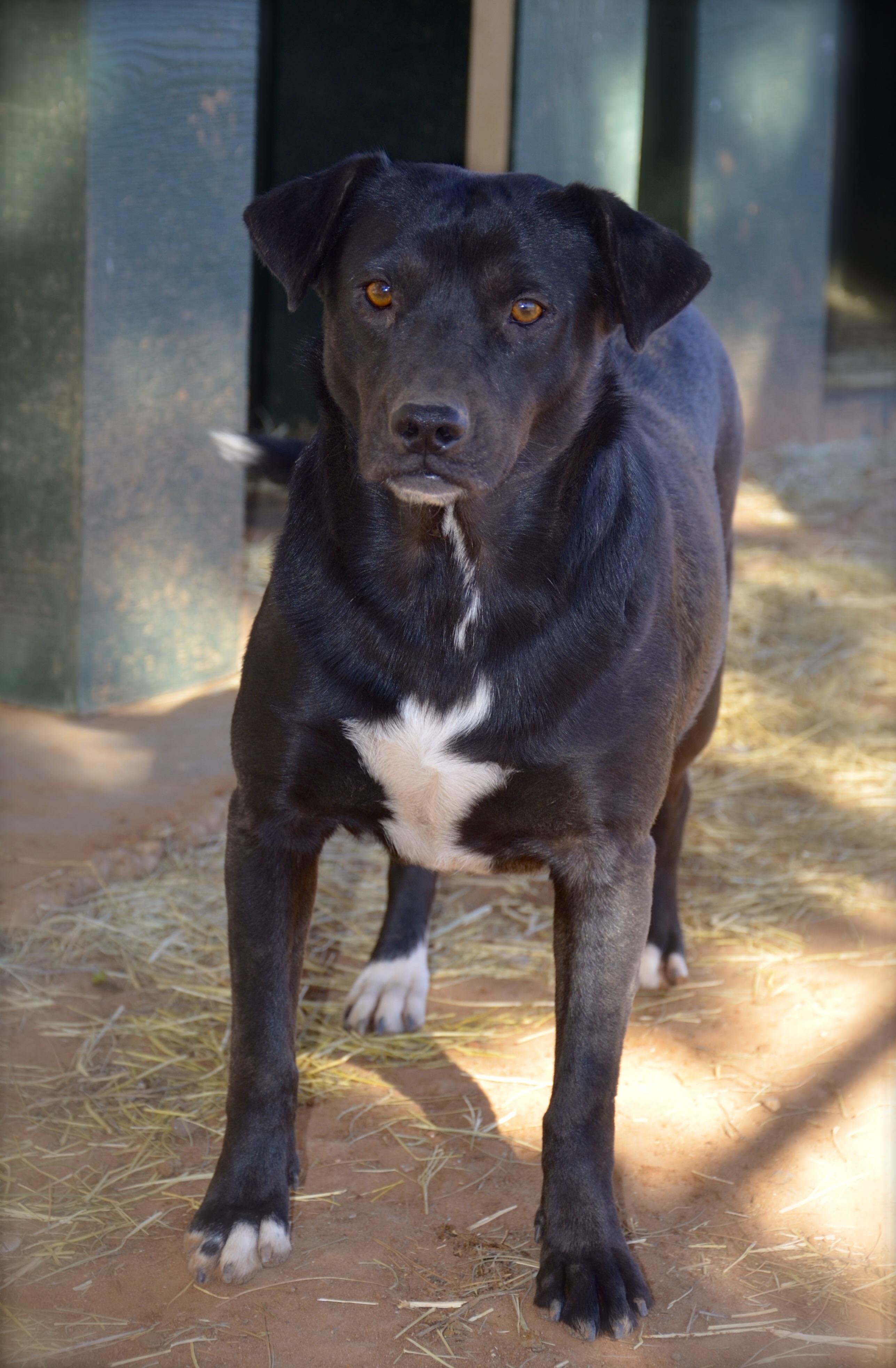 Luna, an adoptable Labrador Retriever in Midland, TX, 79705 | Photo Image 3
