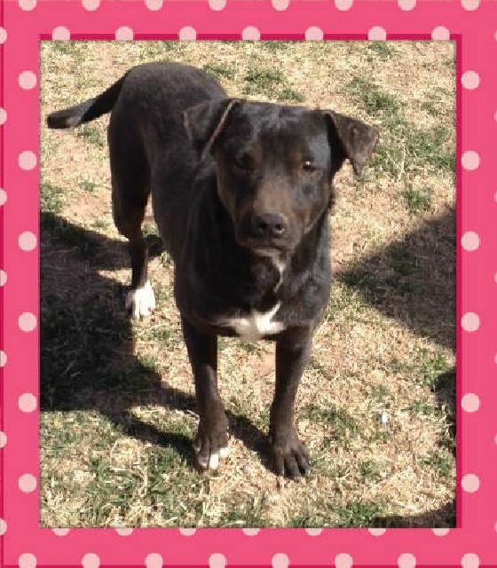 Luna, an adoptable Labrador Retriever in Midland, TX, 79705 | Photo Image 1