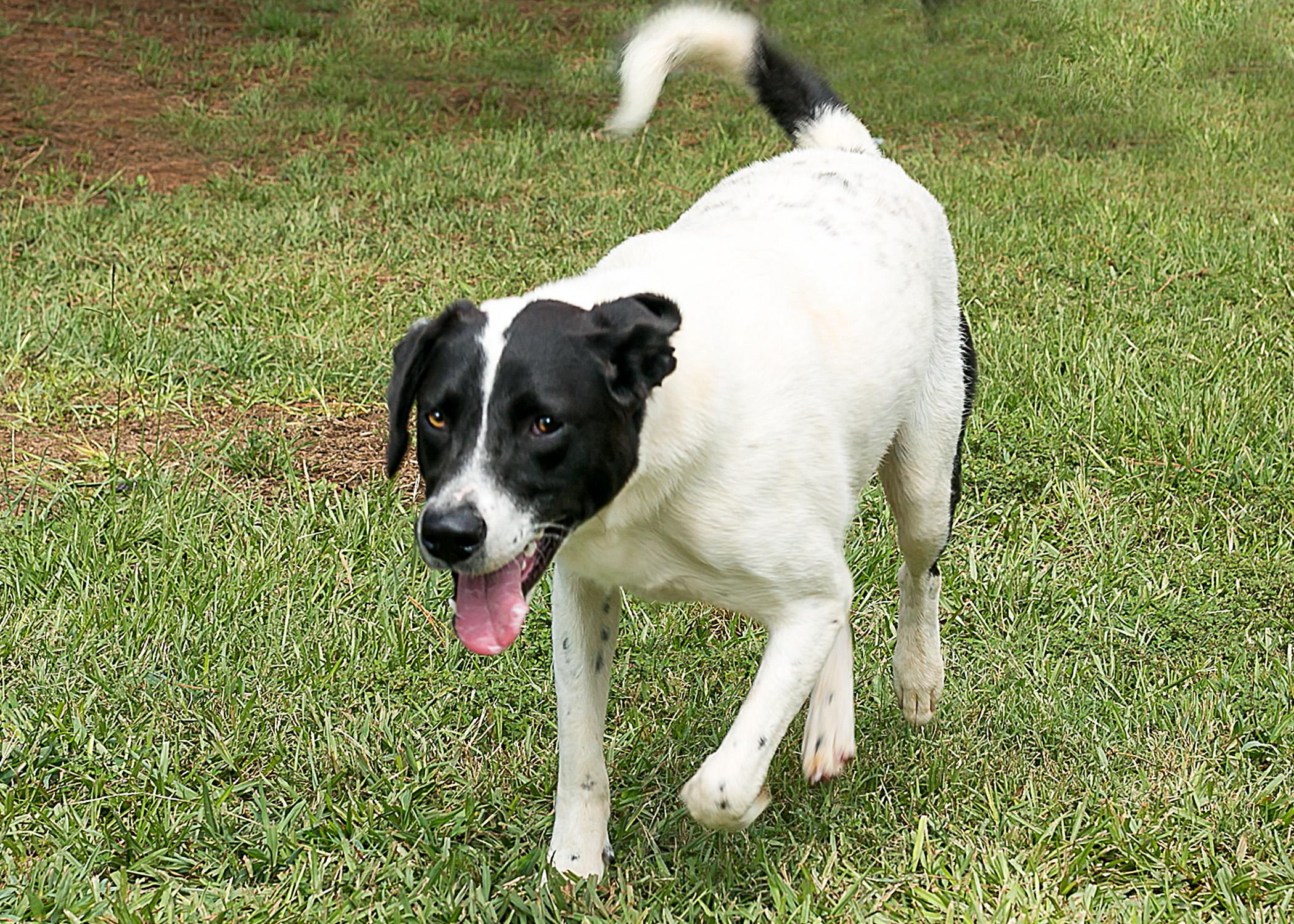NuNora, an adoptable Labrador Retriever, Pointer in Camp Hill, AL, 36850 | Photo Image 2