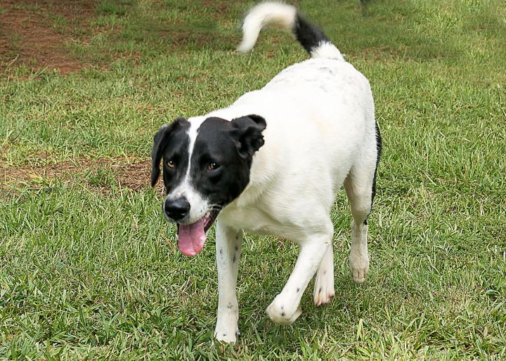 NuNora, an adoptable Labrador Retriever & Pointer Mix in Camp Hill, AL_image-2