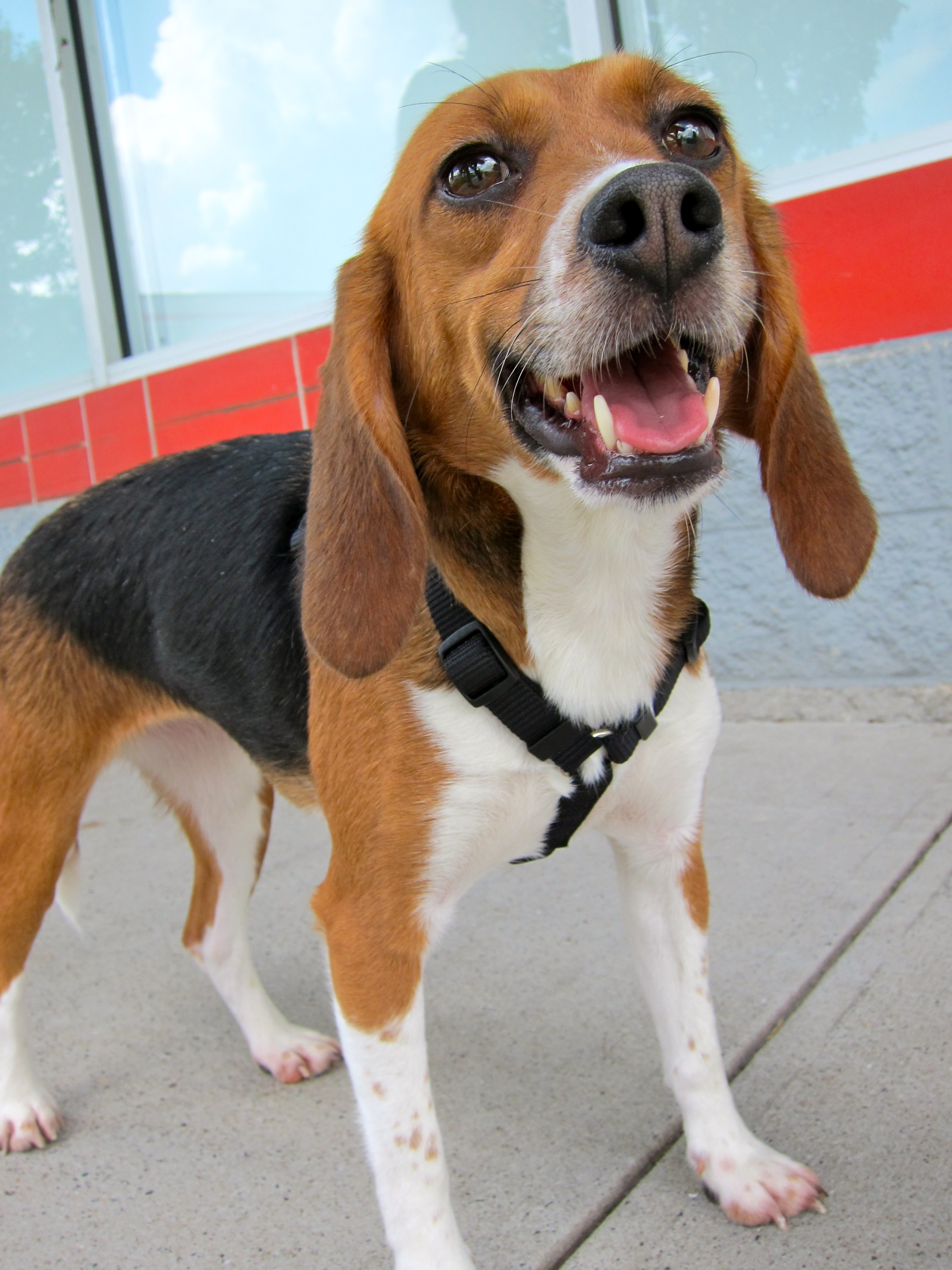 Retired Research Beagles!, an adoptable Beagle in South Plainfield, NJ, 07080 | Photo Image 1