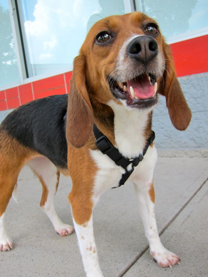 Laboratory beagles best sale for adoption