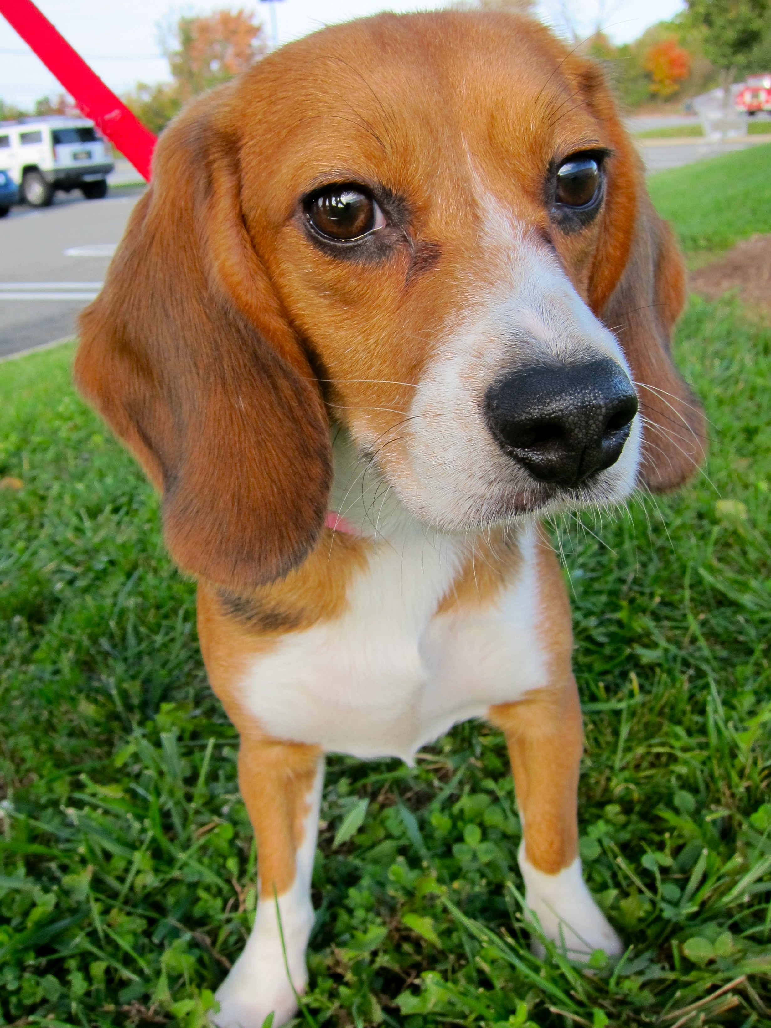 Retired Research Beagles!, an adoptable Beagle in South Plainfield, NJ, 07080 | Photo Image 2