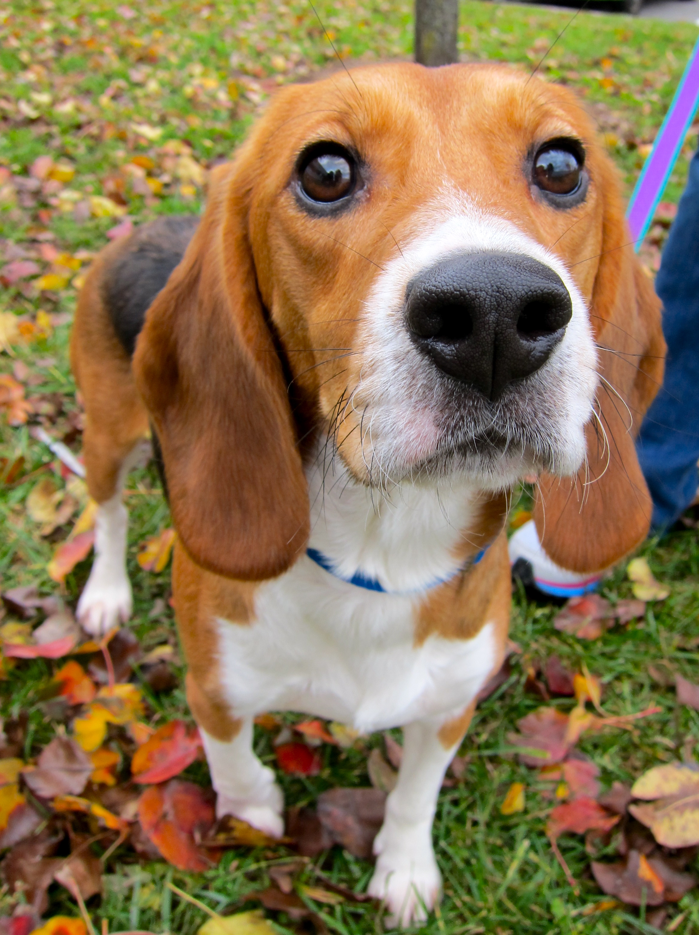 Retired Research Beagles!, an adoptable Beagle in South Plainfield, NJ, 07080 | Photo Image 3