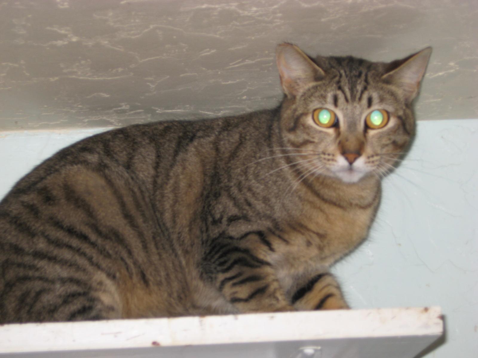 Penny, an adoptable Domestic Short Hair, Tabby in Coos Bay, OR, 97420 | Photo Image 1