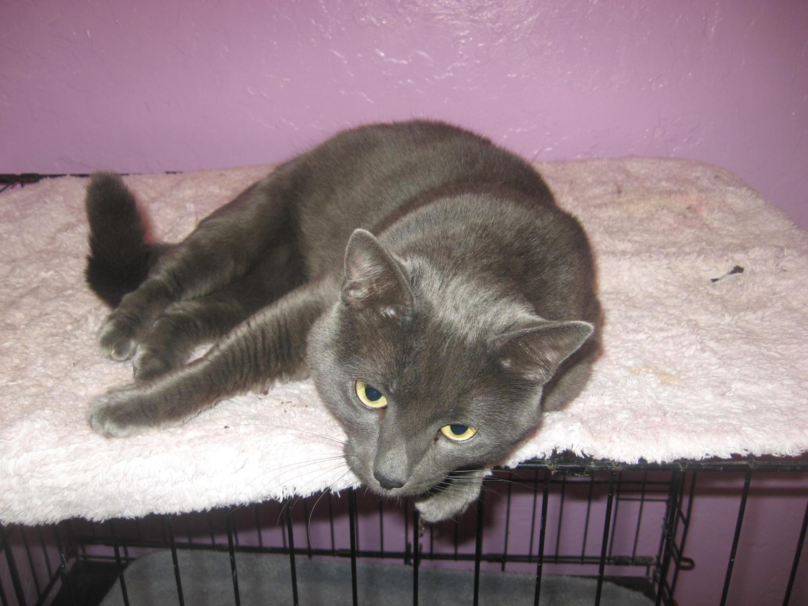 Judan, an adoptable Russian Blue, Domestic Short Hair in Coos Bay, OR, 97420 | Photo Image 1