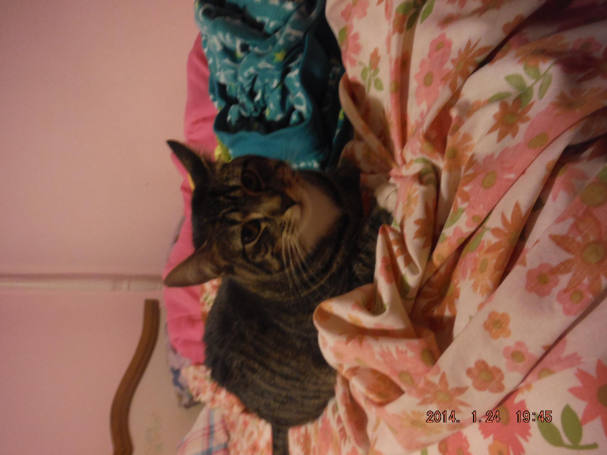 Jasmine, an adoptable Domestic Short Hair, Tabby in Saint Albans, WV, 25177 | Photo Image 2