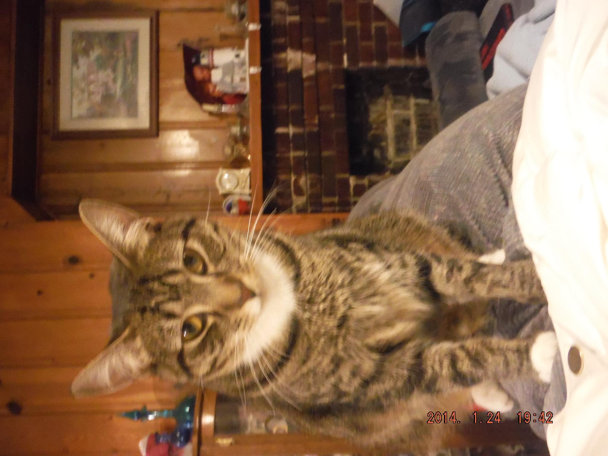 Jasmine, an adoptable Domestic Short Hair, Tabby in Saint Albans, WV, 25177 | Photo Image 3