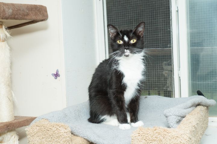 Whitesocks, an adopted Domestic Short Hair in Chicago, IL_image-1