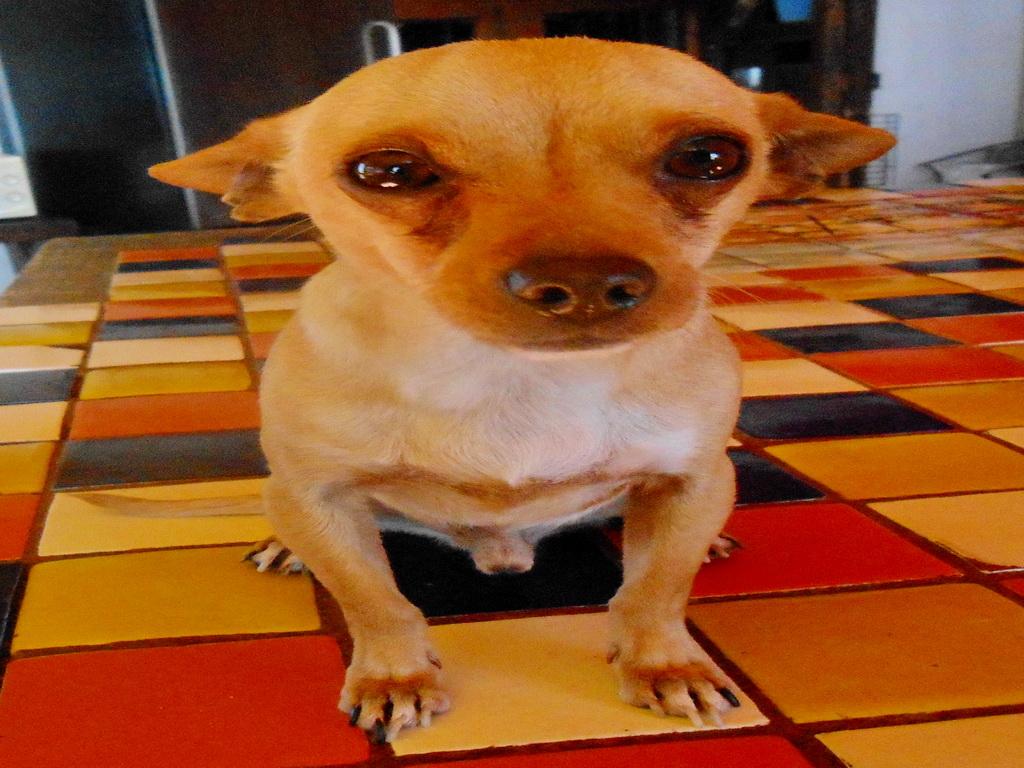 Flash, an adoptable Chihuahua in San Diego, CA, 92153 | Photo Image 1
