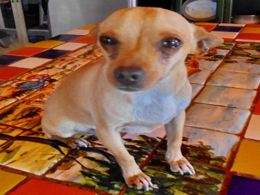 Flash, an adoptable Chihuahua in San Diego, CA, 92153 | Photo Image 2