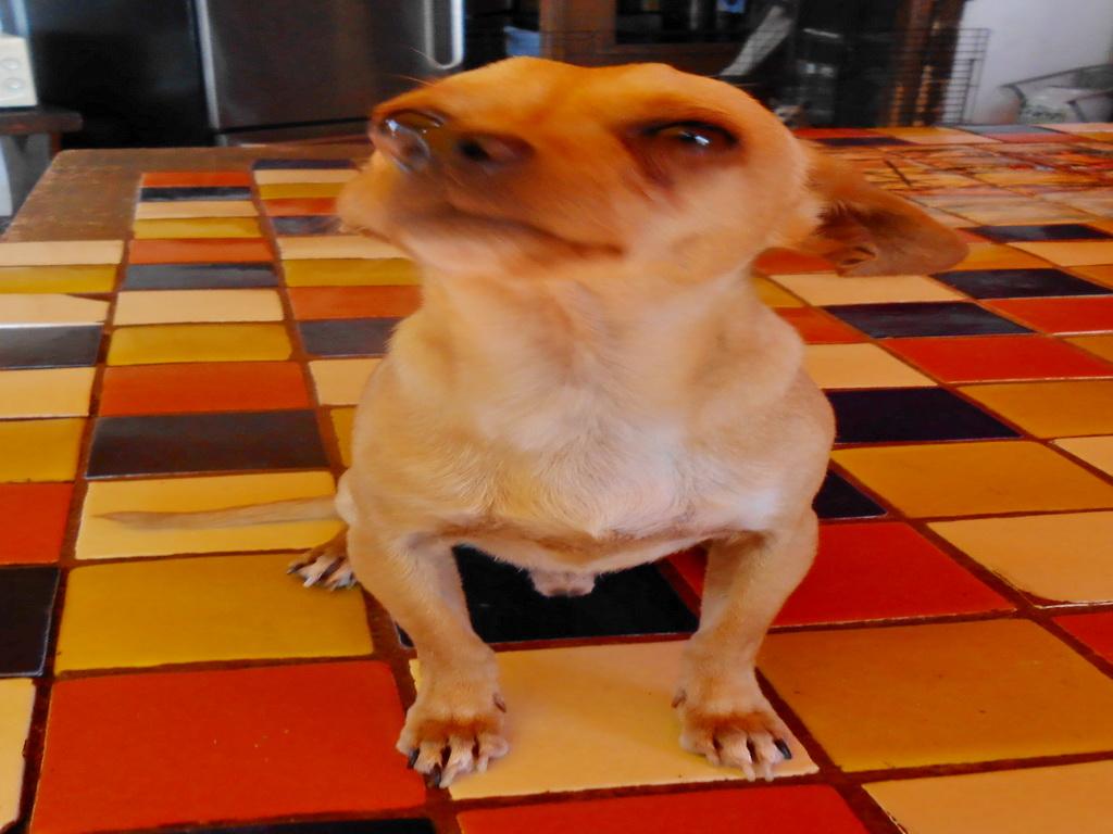 Flash, an adoptable Chihuahua in San Diego, CA, 92153 | Photo Image 3