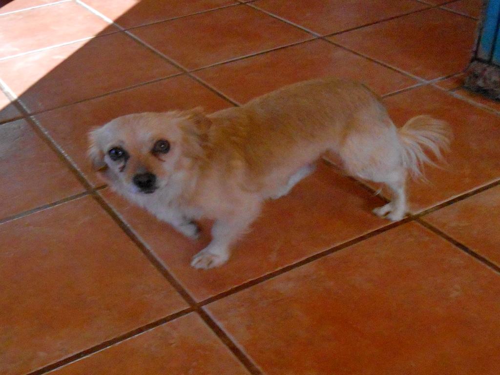 Bonita, an adoptable Chihuahua in San Diego, CA, 92153 | Photo Image 2