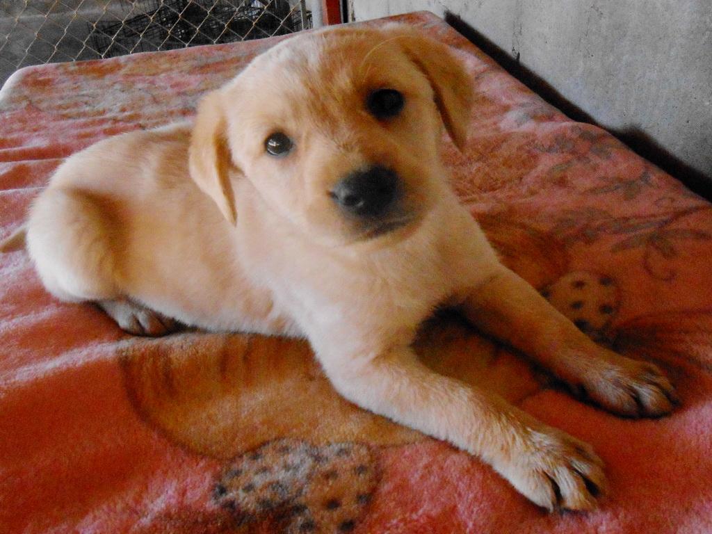 Cindy, an adoptable Labrador Retriever in San Diego, CA, 92153 | Photo Image 2