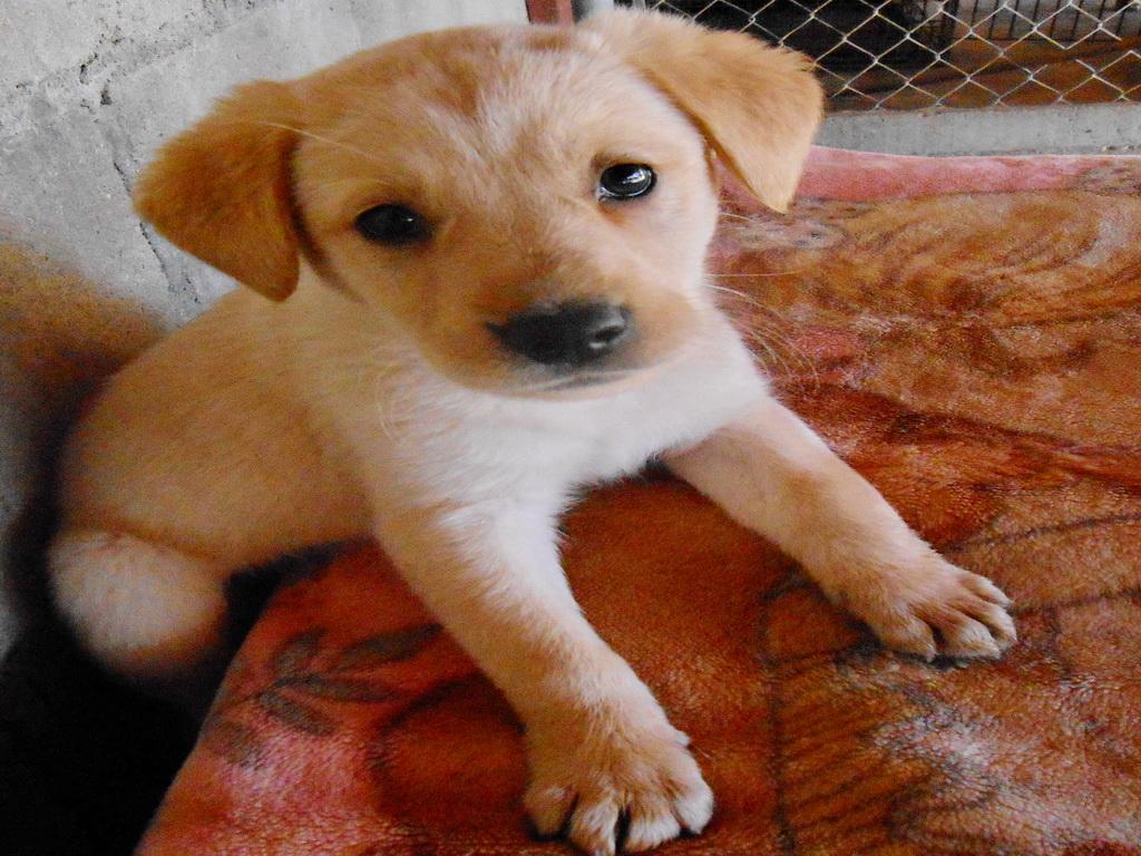 Cindy, an adoptable Labrador Retriever in San Diego, CA, 92153 | Photo Image 3