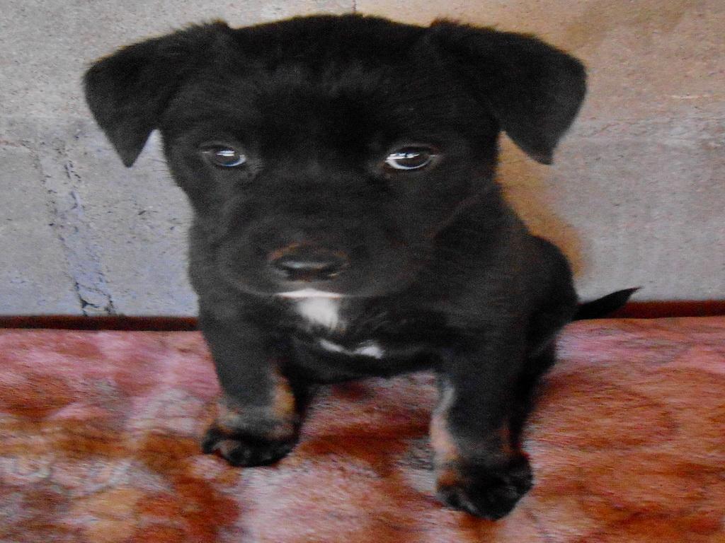 Brandy, an adoptable Labrador Retriever in San Diego, CA, 92153 | Photo Image 1