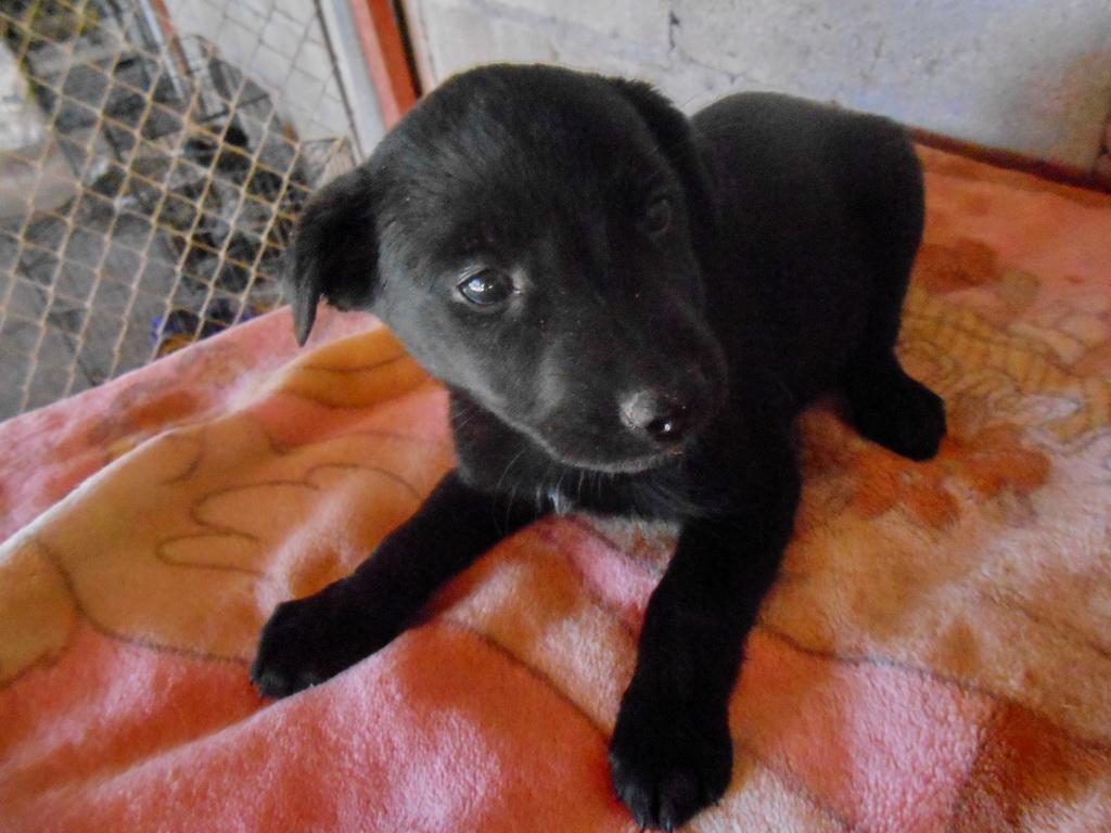 Brandy, an adoptable Labrador Retriever in San Diego, CA, 92153 | Photo Image 2