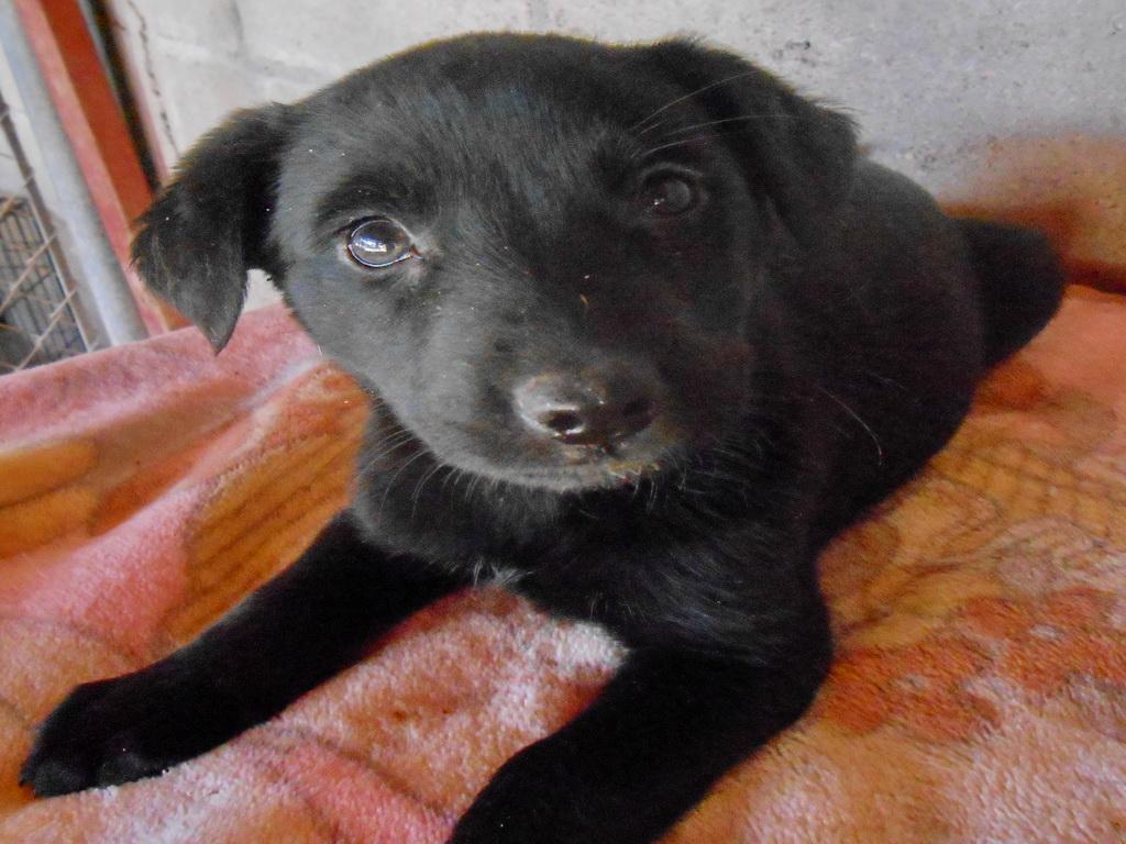 Brandy, an adoptable Labrador Retriever in San Diego, CA, 92153 | Photo Image 3