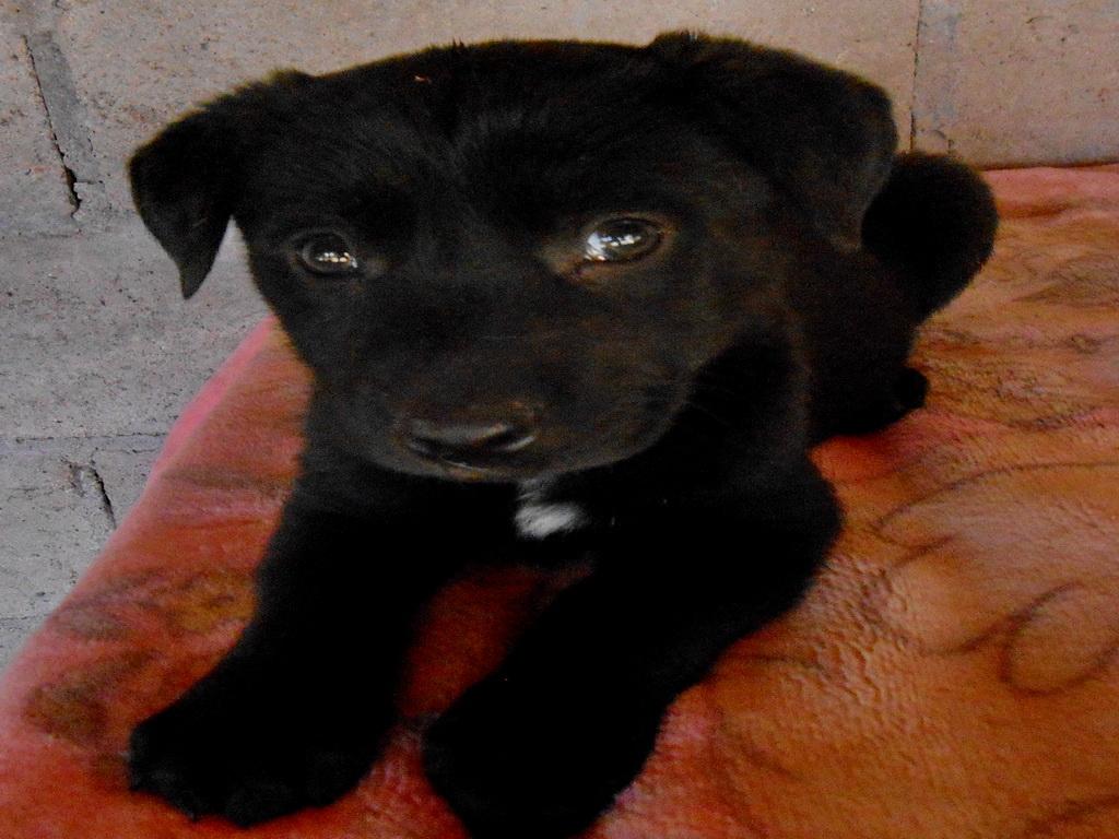 Yoyo, an adoptable Labrador Retriever in San Diego, CA, 92153 | Photo Image 1