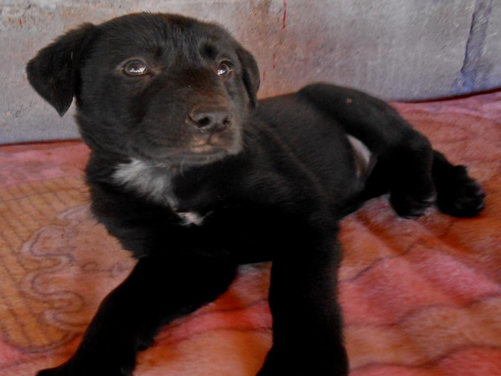 Yoyo, an adoptable Labrador Retriever in San Diego, CA, 92153 | Photo Image 2