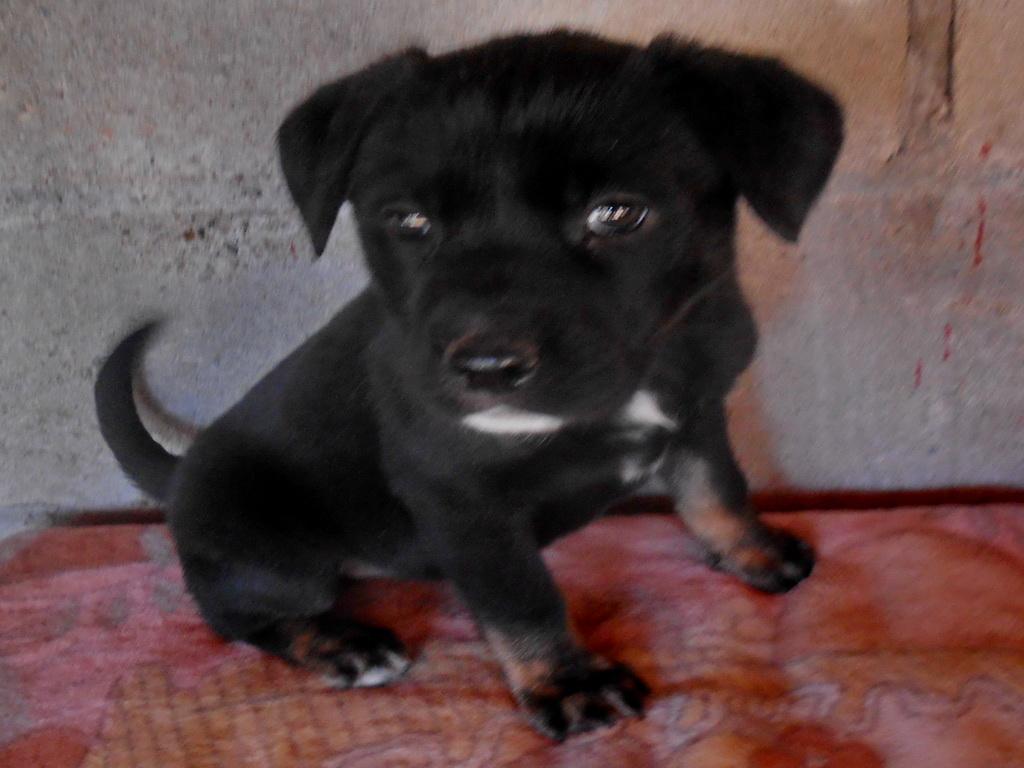 Yoyo, an adoptable Labrador Retriever in San Diego, CA, 92153 | Photo Image 3