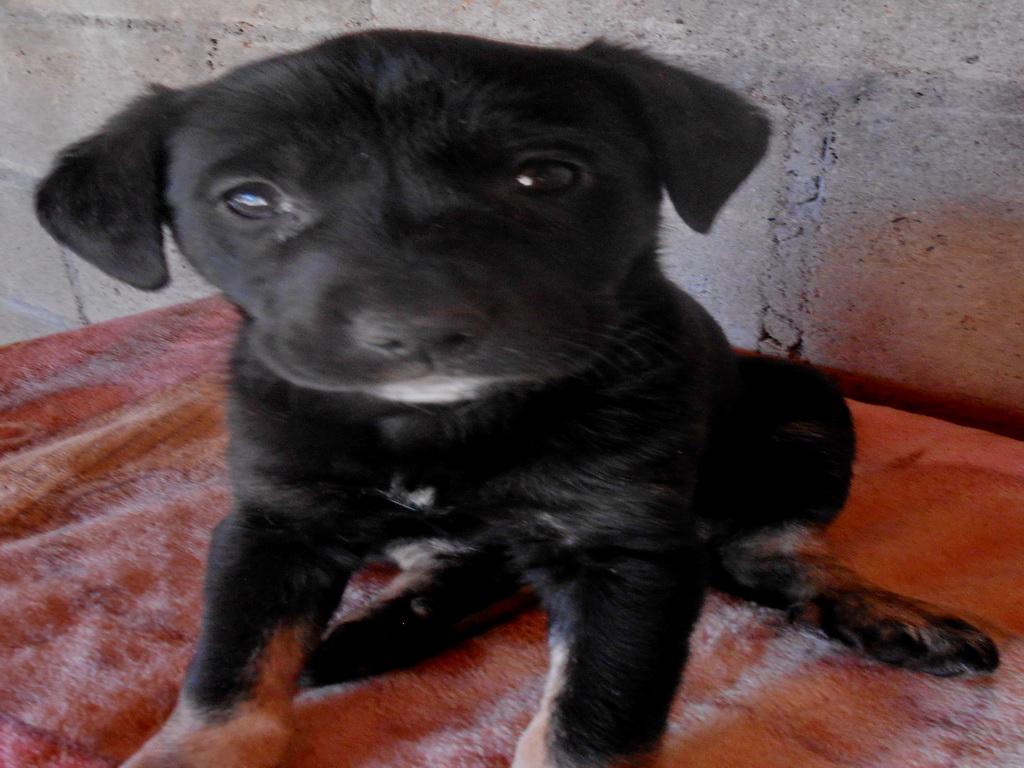 Candy, an adoptable Labrador Retriever in San Diego, CA, 92153 | Photo Image 1