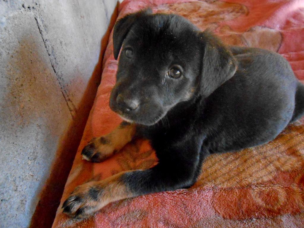 Candy, an adoptable Labrador Retriever in San Diego, CA, 92153 | Photo Image 2