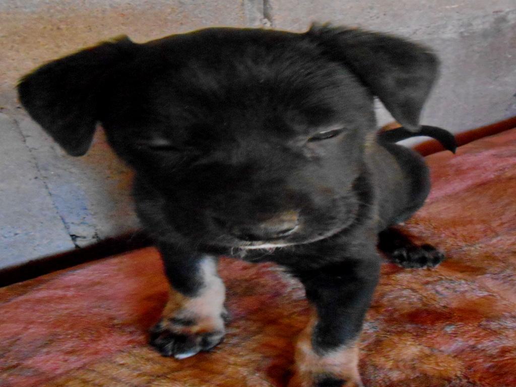 Candy, an adoptable Labrador Retriever in San Diego, CA, 92153 | Photo Image 3