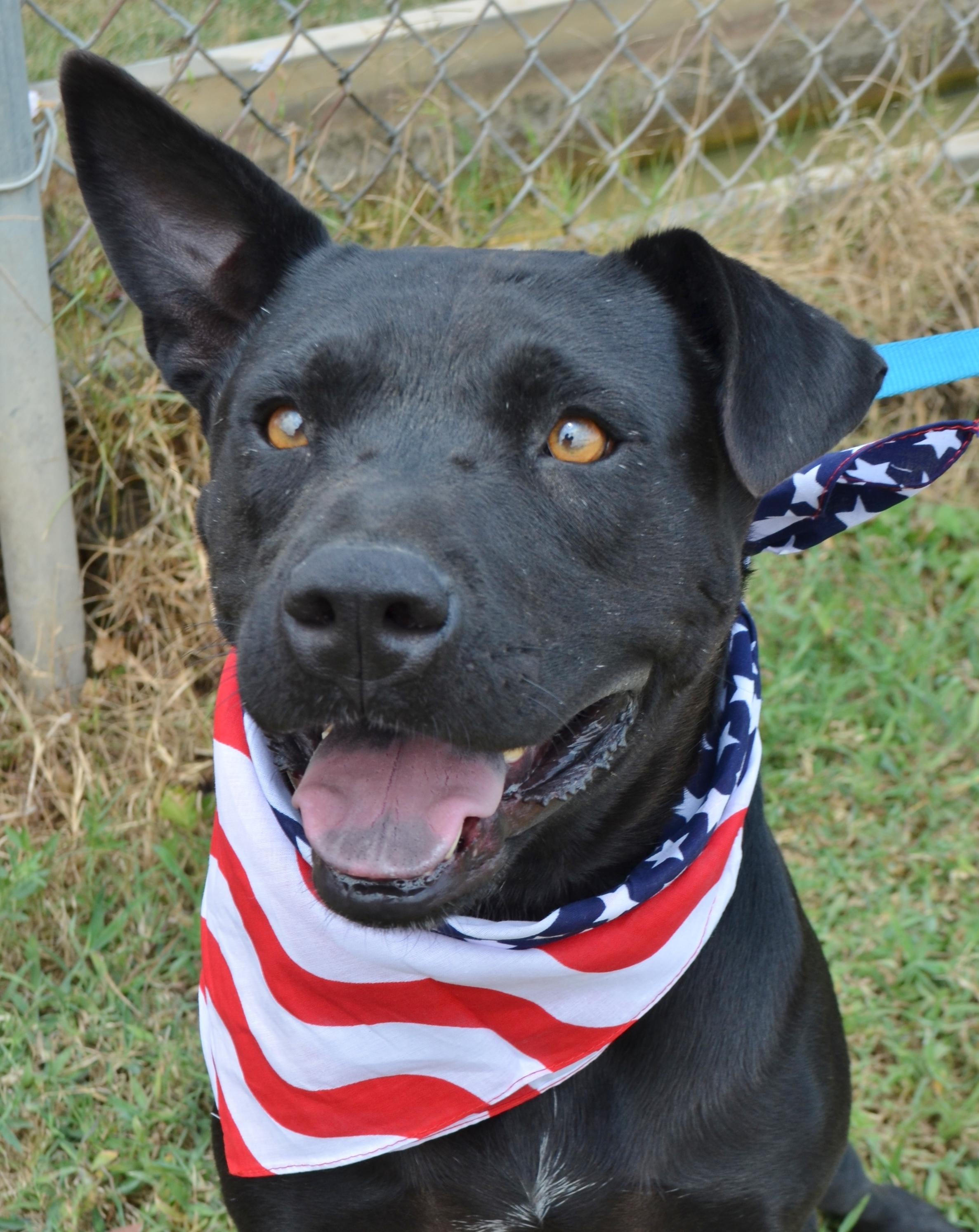 ROCCO, an adoptable Labrador Retriever, Terrier in Danbury, TX, 77534 | Photo Image 1