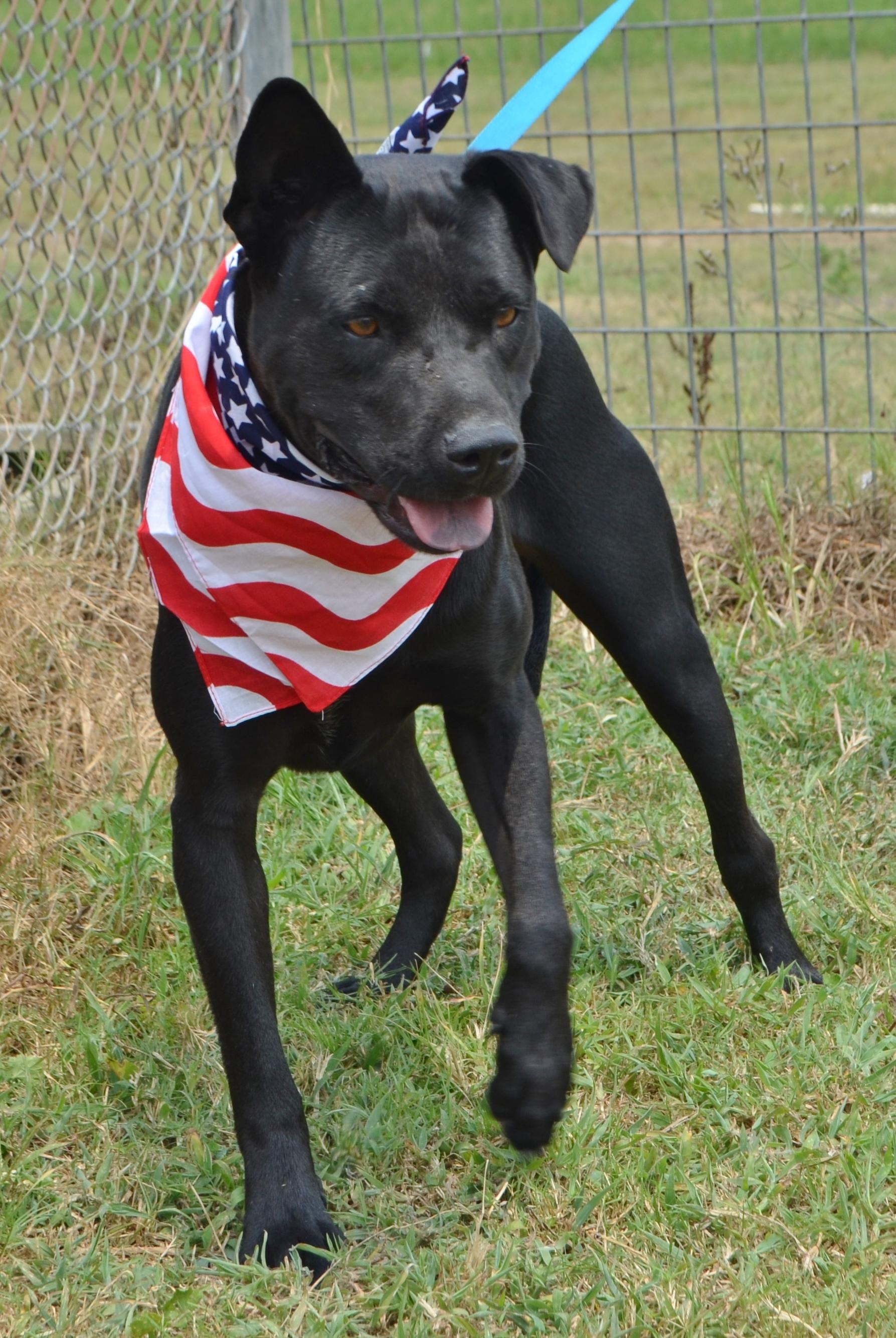 ROCCO, an adoptable Labrador Retriever, Terrier in Danbury, TX, 77534 | Photo Image 3
