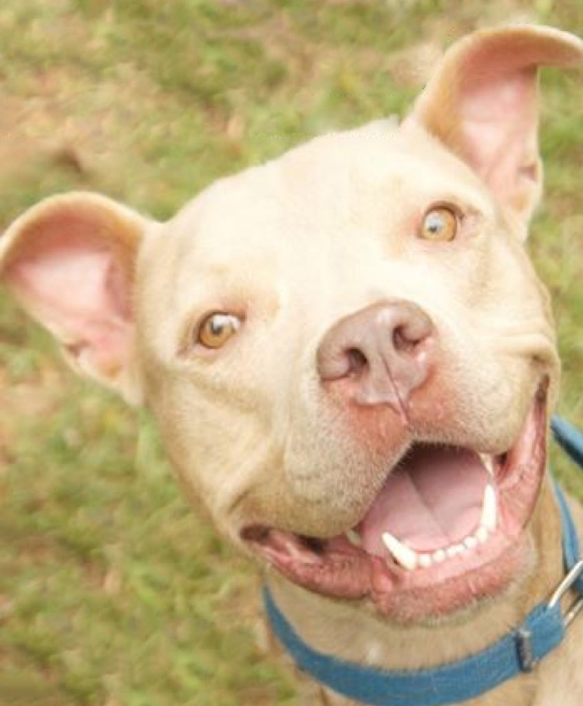 Zeke, an adoptable American Staffordshire Terrier in Tallahassee, FL, 32301 | Photo Image 1