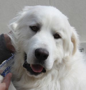 King " Great Pyrenees Male king of his kind "