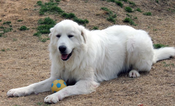 King " Great Pyrenees Male king of his kind " 3